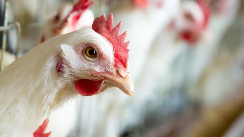 Gripe aviar. Administración Trump. Vacunas contra el virus H5N1 en humanos. Capitolio.