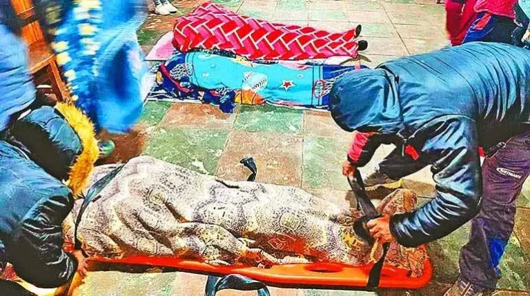 Pachamama. Prevost. Bergoglio. Sínodo amazónico.